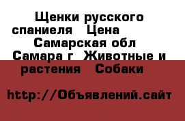Щенки русского спаниеля › Цена ­ 5 000 - Самарская обл., Самара г. Животные и растения » Собаки   